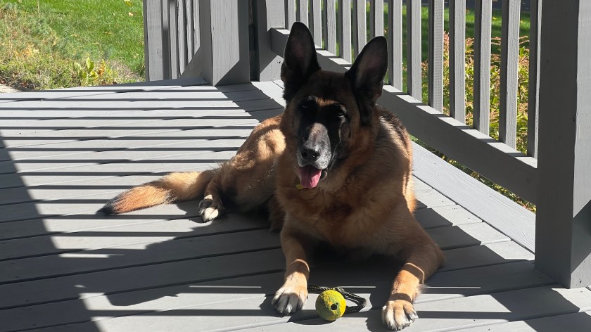 A German Shepherd lying on a porch, looking relaxed with its tongue out and a yellow tennis ball nearby.
